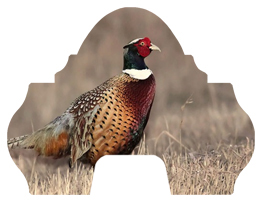 Pheasant